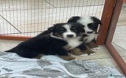 Bernese Mountain Dog dogs for sale: Beutiful boys and girl - Image 13
