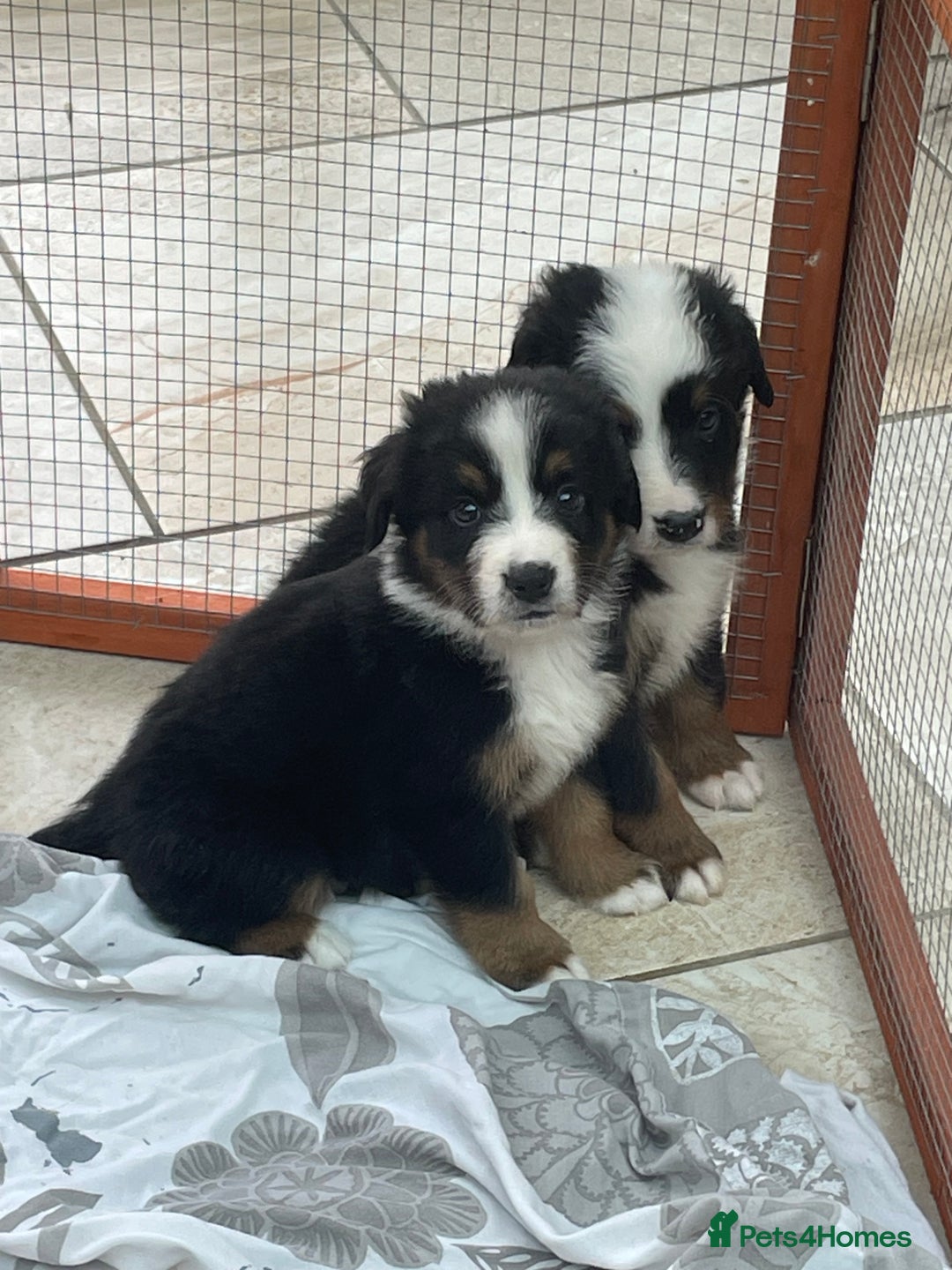Bernese Mountain Dog dogs for sale: Beutiful boys and girl - Image 13