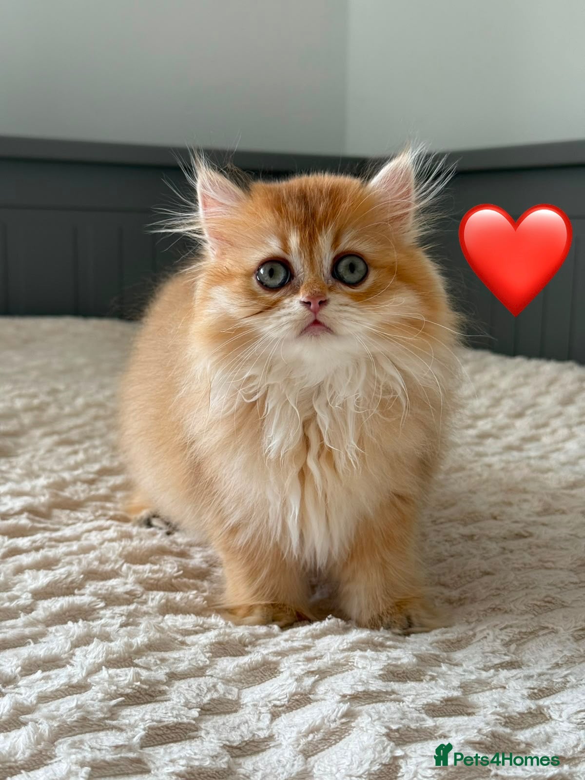 British Longhair cats Chocolate-Golden British BLH and BSH kittens  - Advert 17