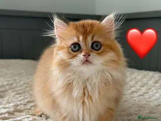 British Longhair cats Chocolate-Golden British BLH and BSH kittens - Advert 17