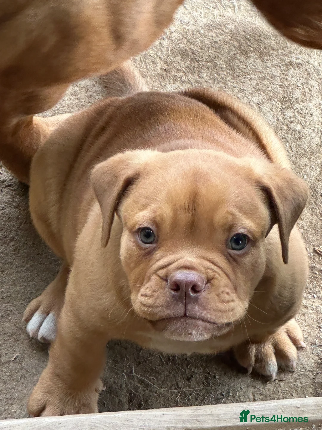 Olde English Bulldogge dogs for sale: Olds Tyme English bulldog puppy  - Advert 2