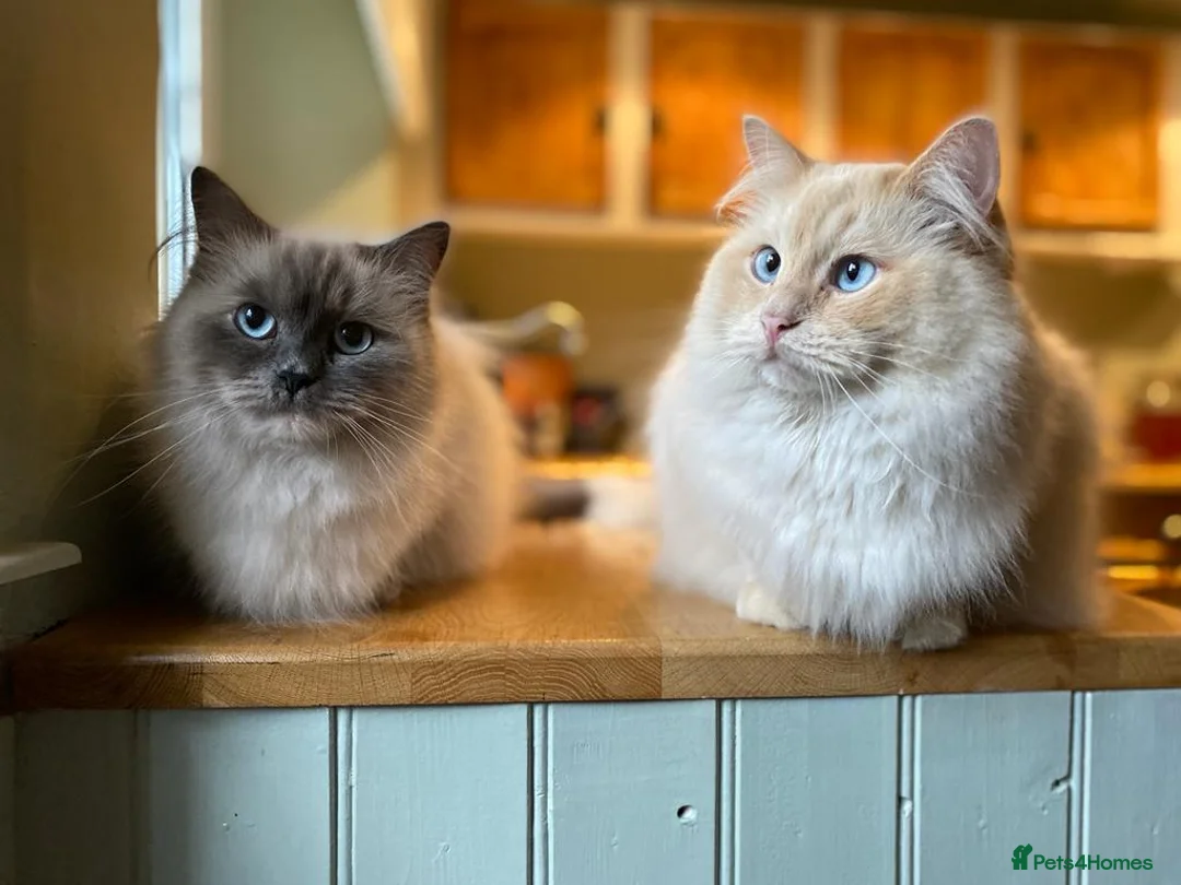 Ragdoll cats for sale: A young gentleman ragdoll - Advert 2