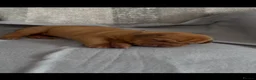 Dogue De Bordeaux dogs for sale: Stunning KC Dogue de Bordeaux Puppies - Advert 21