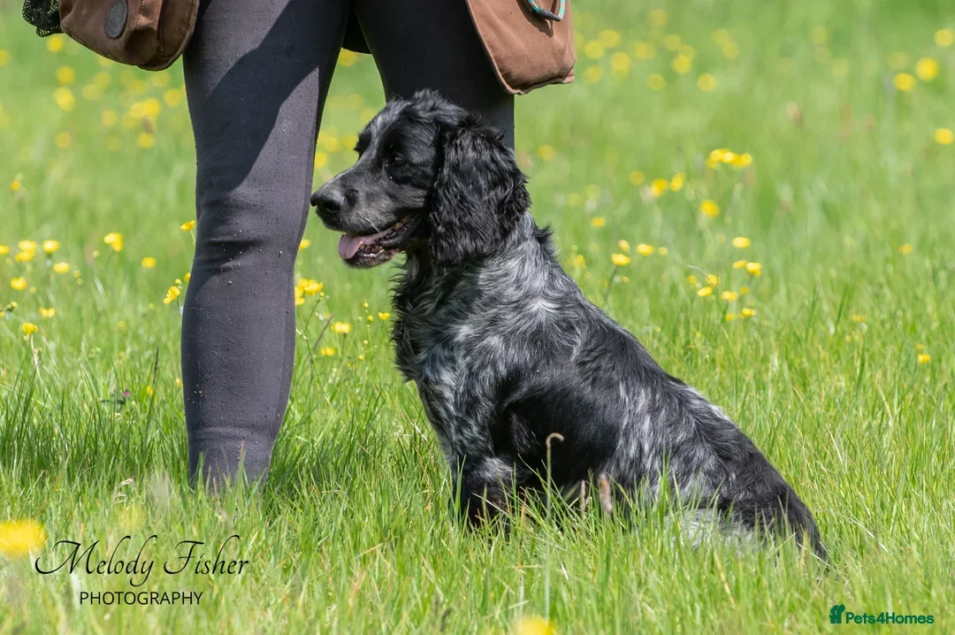 Cocker Spaniel dogs for sale: Stunning KC Registered Working Cocker spaniels. - Image 10