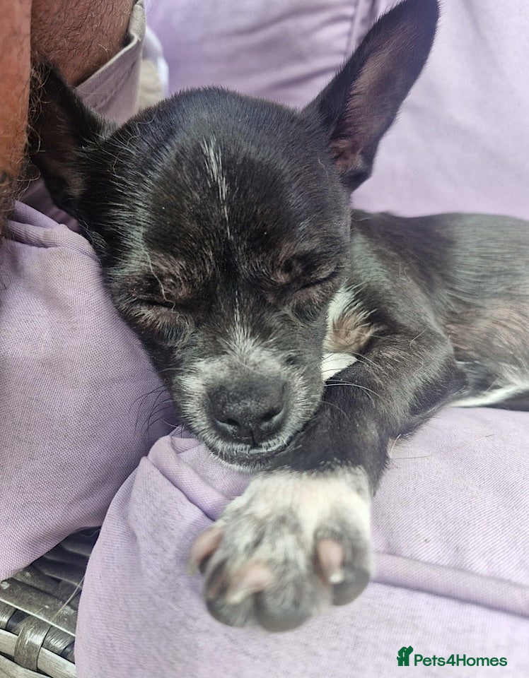 Chihuahua dogs Oreo seeking forever home - Advert 2