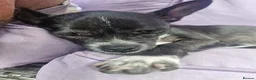 Chihuahua dogs for adoption: Oreo seeking forever home - Advert 2