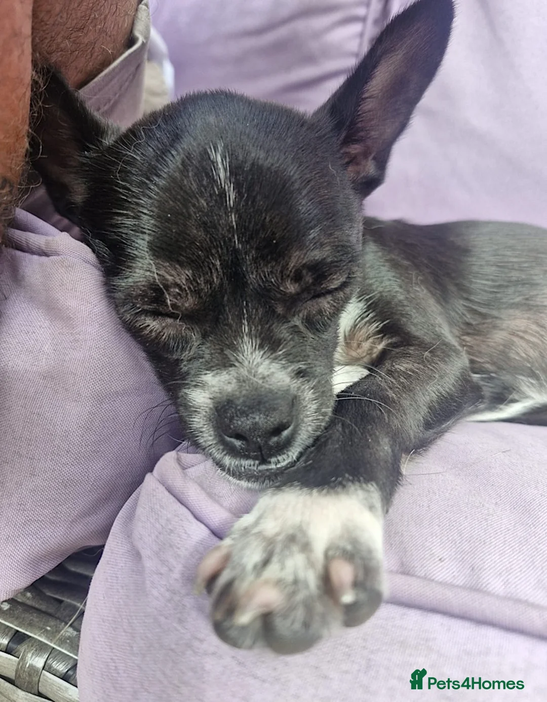 Chihuahua dogs for adoption: Oreo seeking forever home - Advert 2