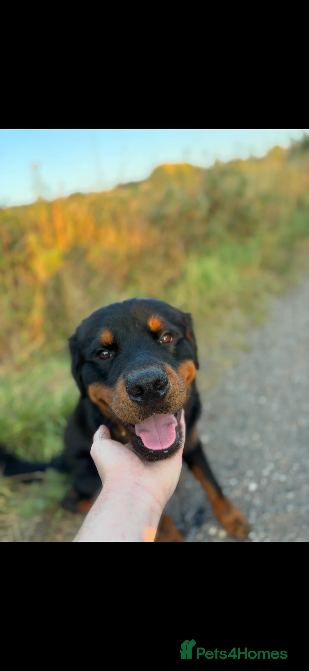 Rottweiler dogs for sale: Rottweiler Boy - Needs Good Home - Advert 3