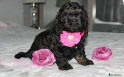 Cockapoo dogs for sale: American unique Black & Tan Cockapoo Girl - Image 5