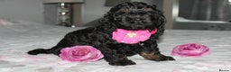 Cockapoo dogs for sale: American unique Black & Tan Cockapoo Girl - Advert 12
