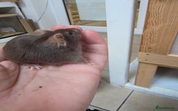 Mouse rodents for sale: Over 50 baby mice all colours available  - Image 7