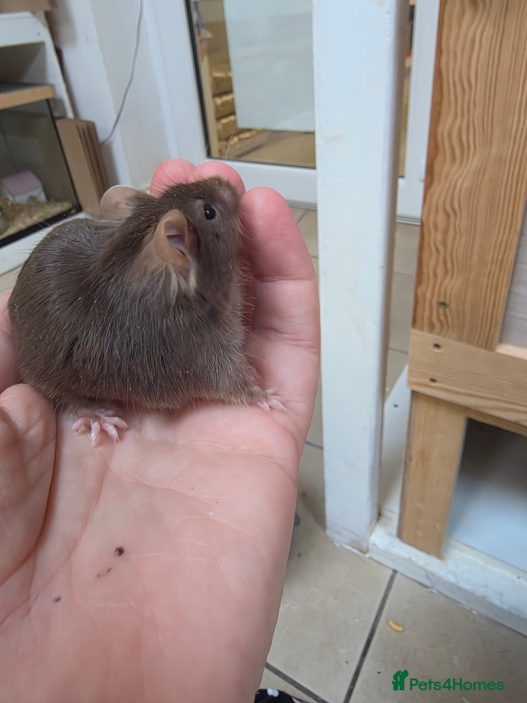 Mouse rodents for sale: Over 50 baby mice all colours available  - Image 7