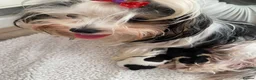 Biewer Terrier dogs for sale: Biewer Terrier Puppies in Halesowen - Advert 4