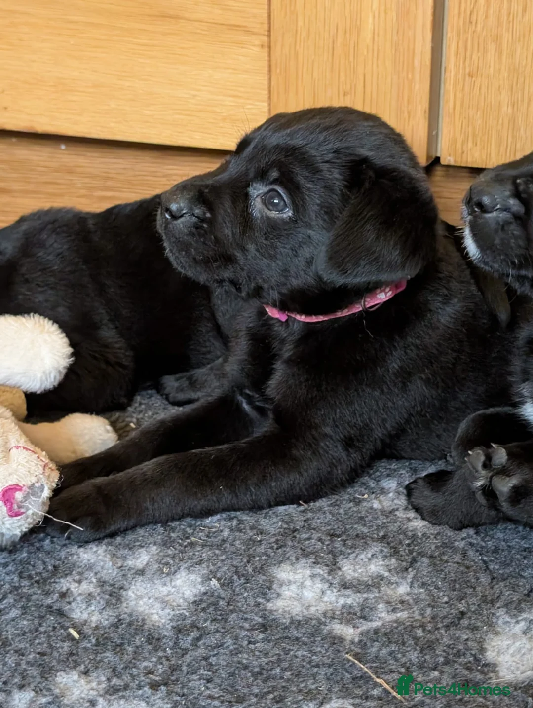 Mixed Breed dogs for sale: Labrador x Rottweiler (Rottador) - Advert 2