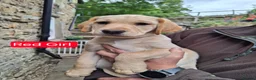 Goldador dogs for sale: Beautiful Goldador Puppies for Sale. ONLY 3 LEFT! - Advert 10