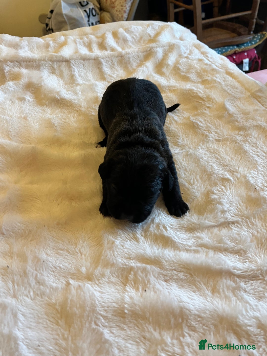 Cane Corso dogs for sale: Cane Corso Puppies  - Advert 4