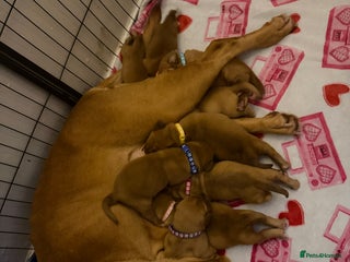 Dogue De Bordeaux dogs Beautiful Dogue De Bordeaux Puppies - Advert 1