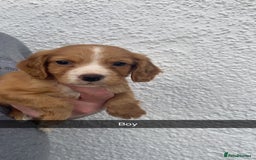 Cocker Spaniel dogs for sale: Cocker spaniel - Image 20