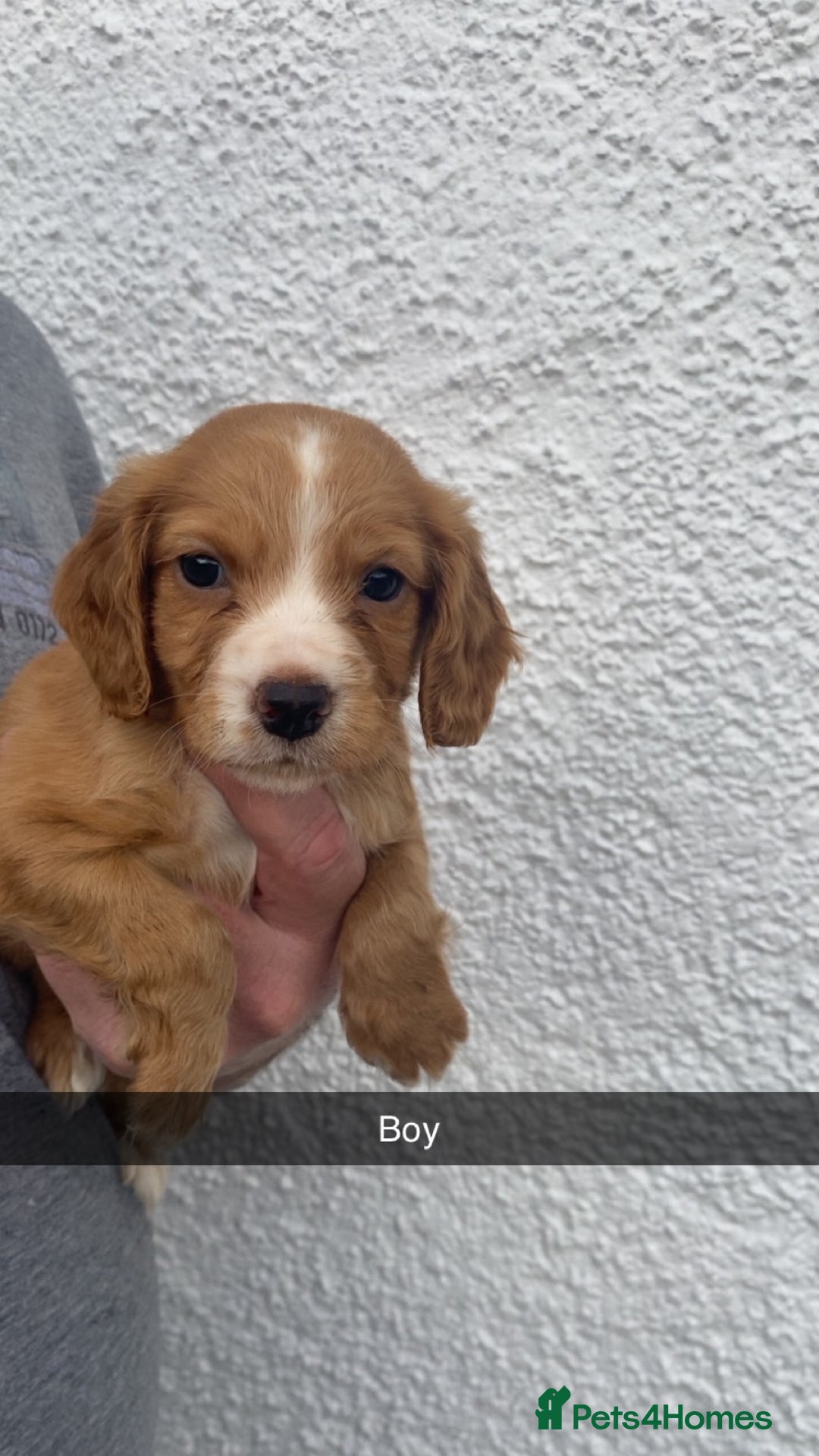 Cocker Spaniel dogs for sale: Cocker spaniel - Image 20
