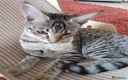 Savannah cats for sale: F5 Full Pedigree Tica Registered Girl Kitten - Image 14