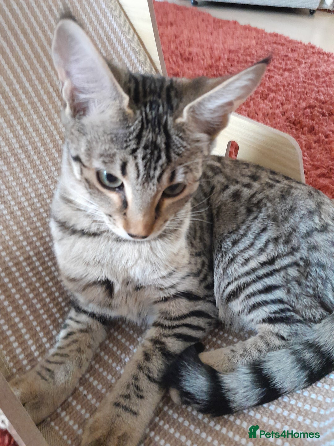 Savannah cats for sale: F5 Full Pedigree Tica Registered Girl Kitten - Image 14