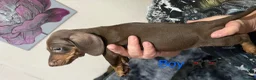 Miniature Dachshund dogs for sale: Miniature Dachshund  - Advert 26
