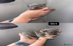 French Bulldog dogs for sale: Blue Lilac & Tan French bulldog Puppies  - Image 5