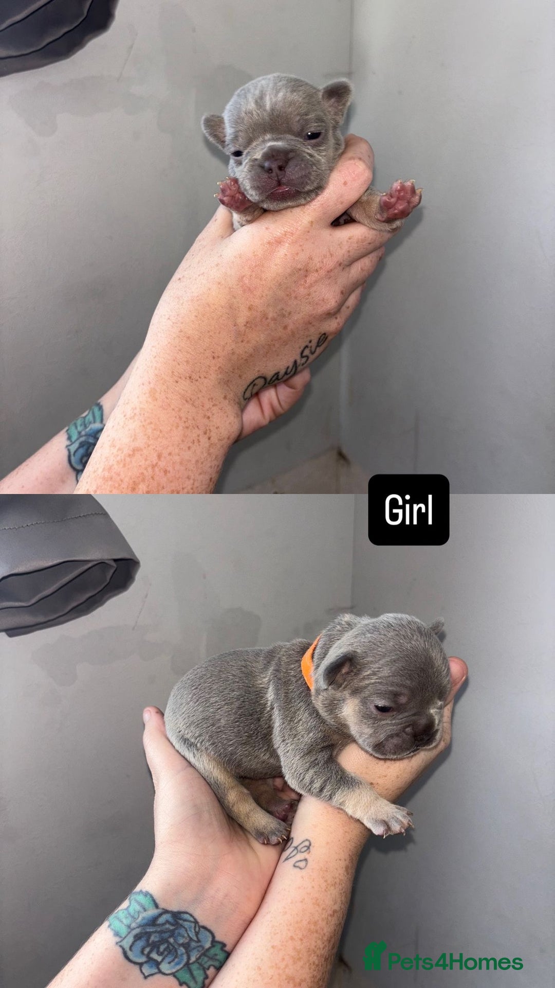 French Bulldog dogs for sale: Blue Lilac & Tan French bulldog Puppies  - Image 5