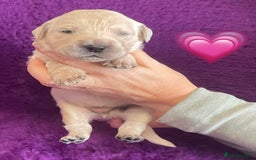 Golden Retriever dogs for sale: KC Reg Cream Boys from health tested parents.  - Image 18