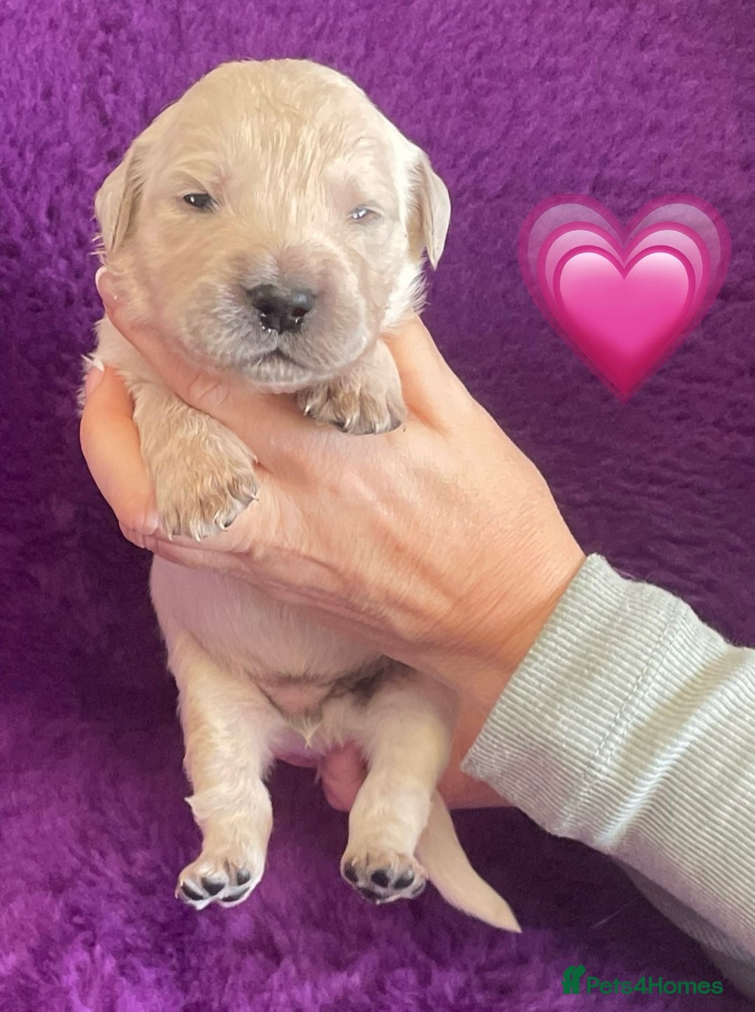 Golden Retriever dogs for sale: KC Reg Cream Boys from health tested parents.  - Image 18