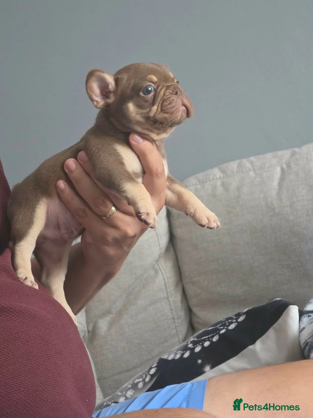 French Bulldog dogs for sale: French bulldog  - Advert 2