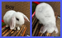 French Lop rabbits for sale: Beautiful French Lop Rabbits ready 13/08/2025 - Image 5