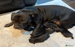 Staffordshire Bull Terrier dogs for sale: Staffy puppies looking for their forever homes - Image 9