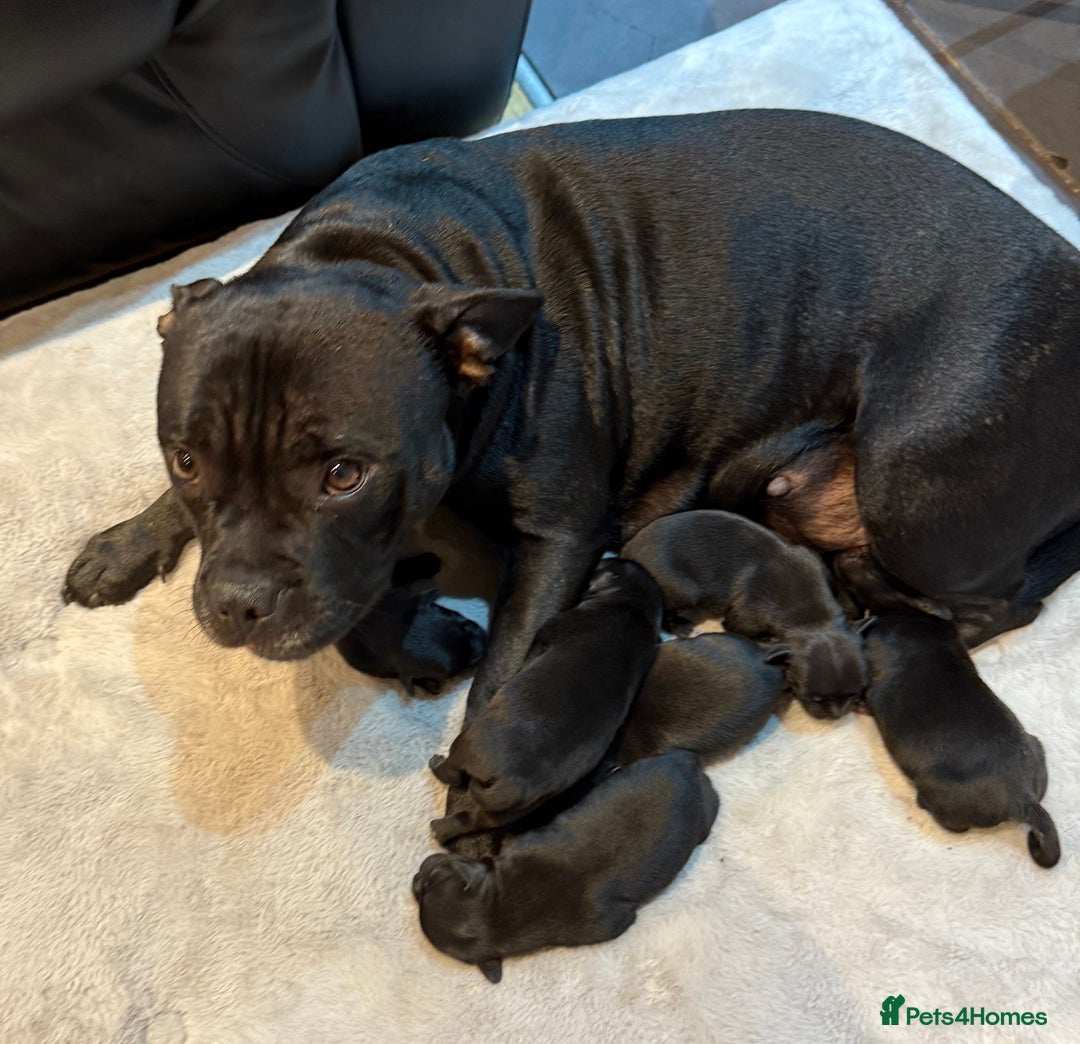 Staffordshire Bull Terrier dogs for sale: Staffy puppies looking for their forever homes - Image 9