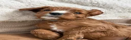 Cavalier King Charles Spaniel dogs for stud: Cavalier King Charles Spaniel for stud  - Advert 3