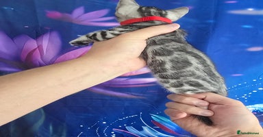 Bengal cats - Advert 3