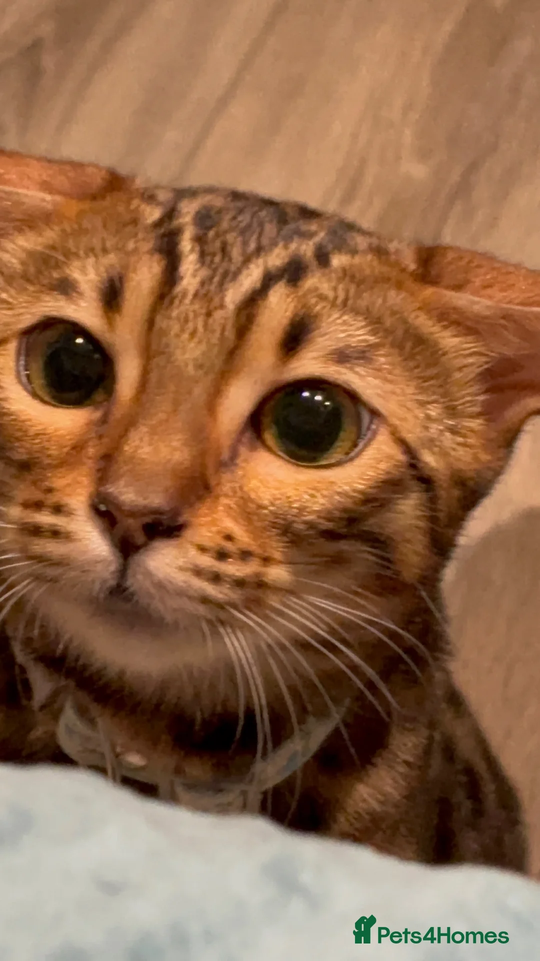 Bengal cats for sale: Female Bengal cat Fifi - Advert 2