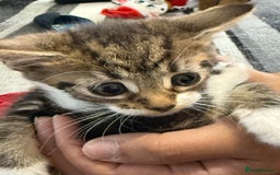 Mixed Breed cats for sale: European shorthair tabby cross kittens available.  - Image 20