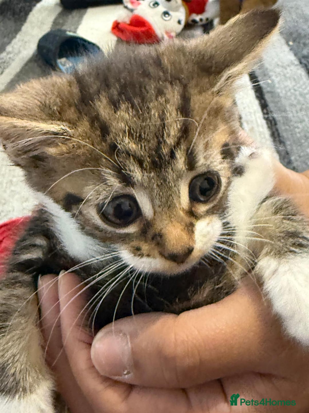 Mixed Breed cats for sale: European shorthair tabby cross kittens available.  - Image 20