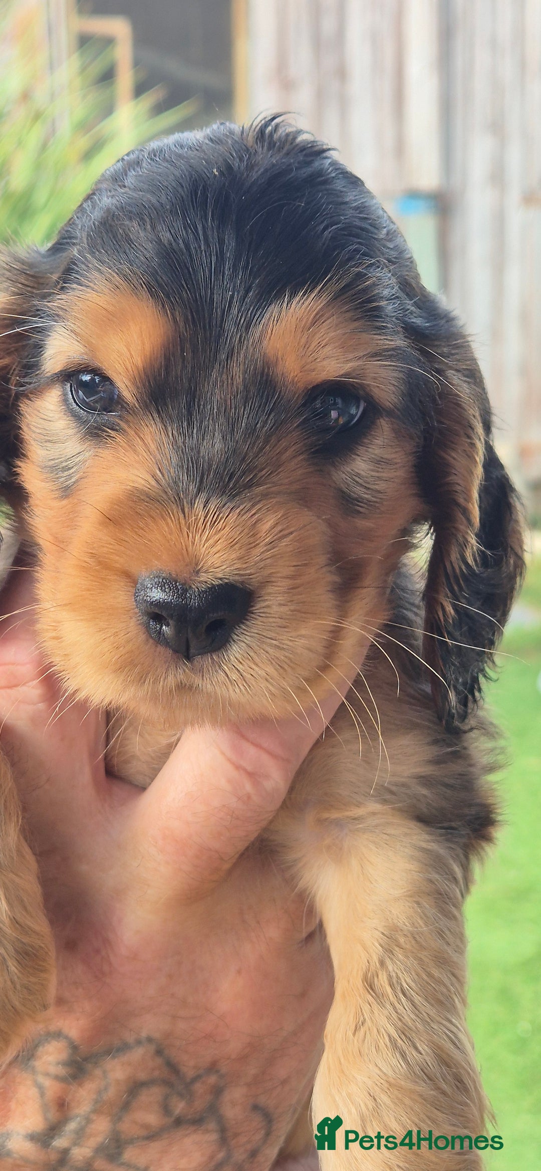 Cocker Spaniel dogs for sale: KC registered show cockers dna tested parents - Image 3