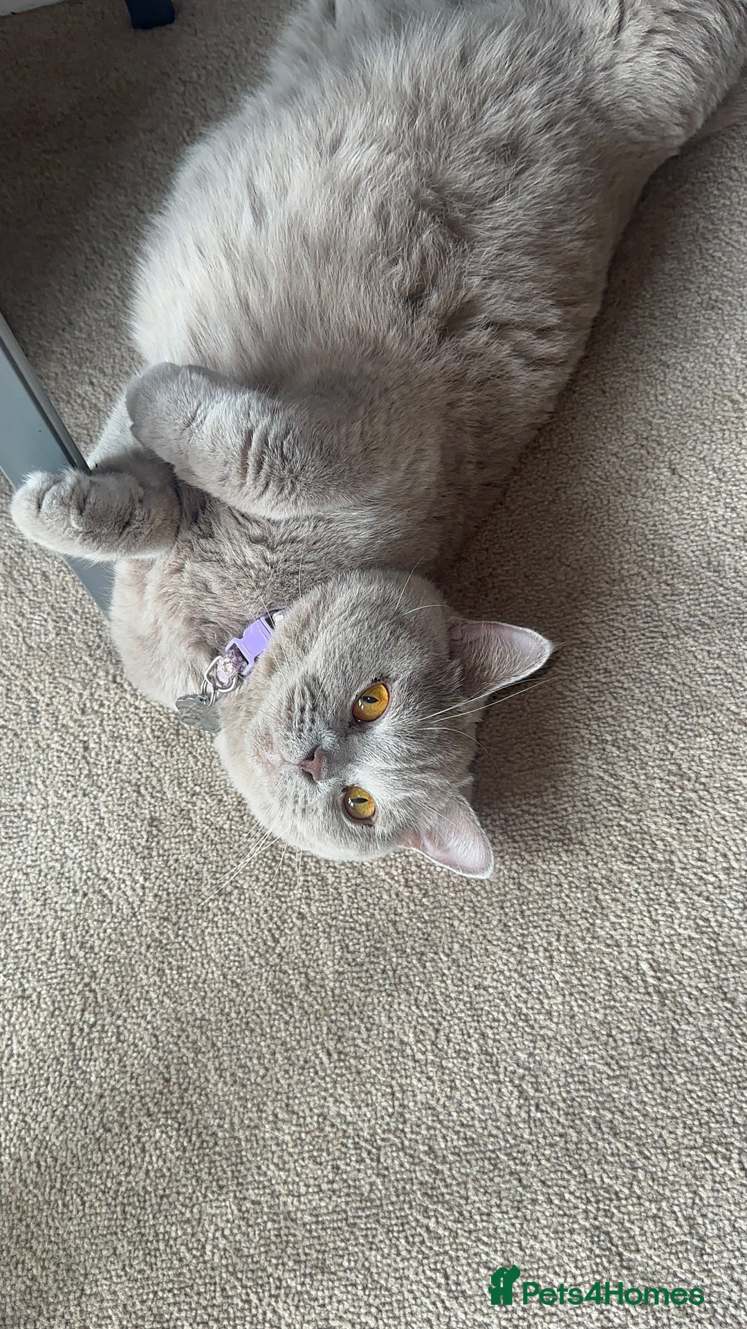 British Shorthair cats for sale: Stunning British Short Hair Kittens - Image 24