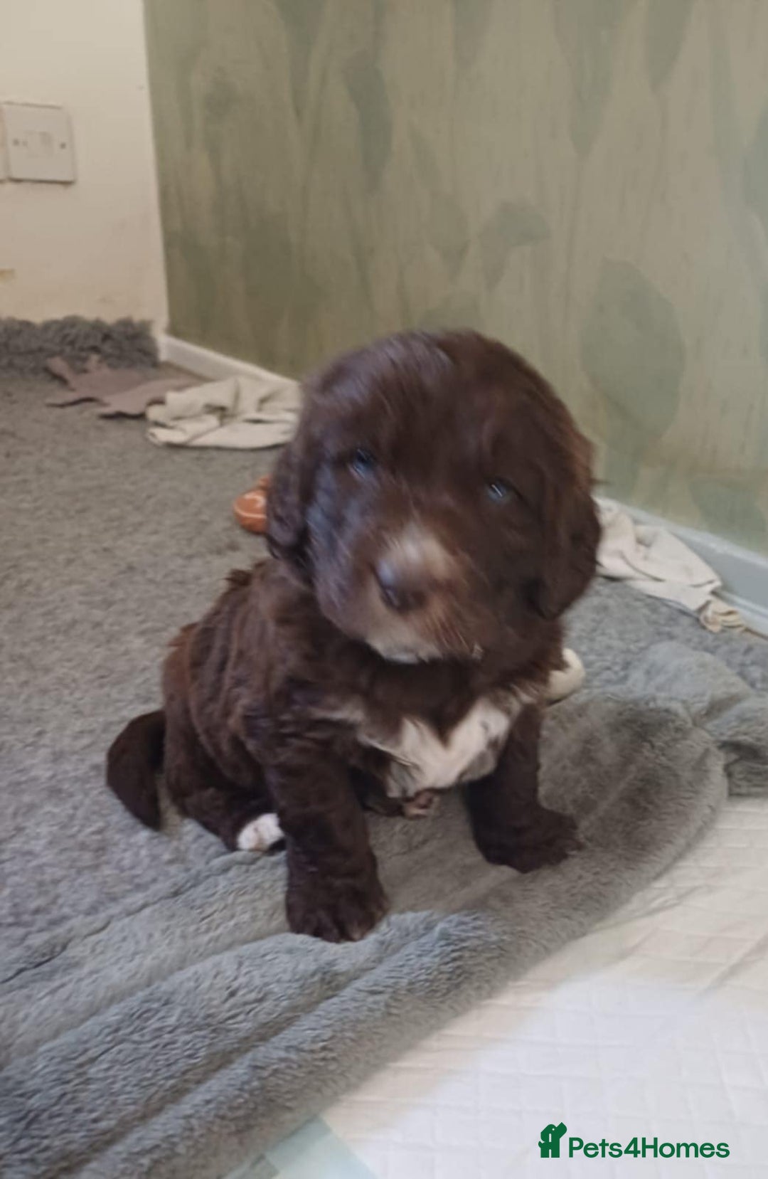 Standard Poodle dogs for stud: Proven Standard Poodle For Stud in Belper - Image 10