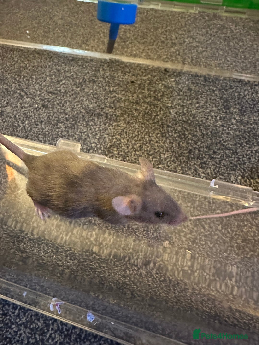 Mouse rodents for sale: Mixed fancy mice  - Image 8