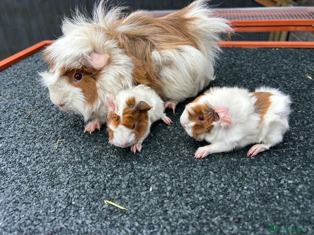 Guinea Pig rodents for sale: Beautiful Baby Guinea pigs to reserve  - Image 11