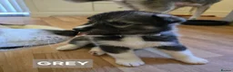 Siberian Husky dogs for sale: A lovely liter of 6 siberian husky pups. - Advert 11