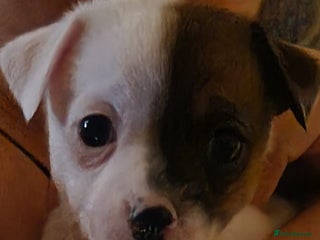 Mixed Breed dogs Jackchis boys so adorable - Advert 18