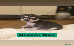 Mixed Breed dogs for sale: Beautiful Pug × Bichon Frise Puppies – Ready 08/12 - Advert 1