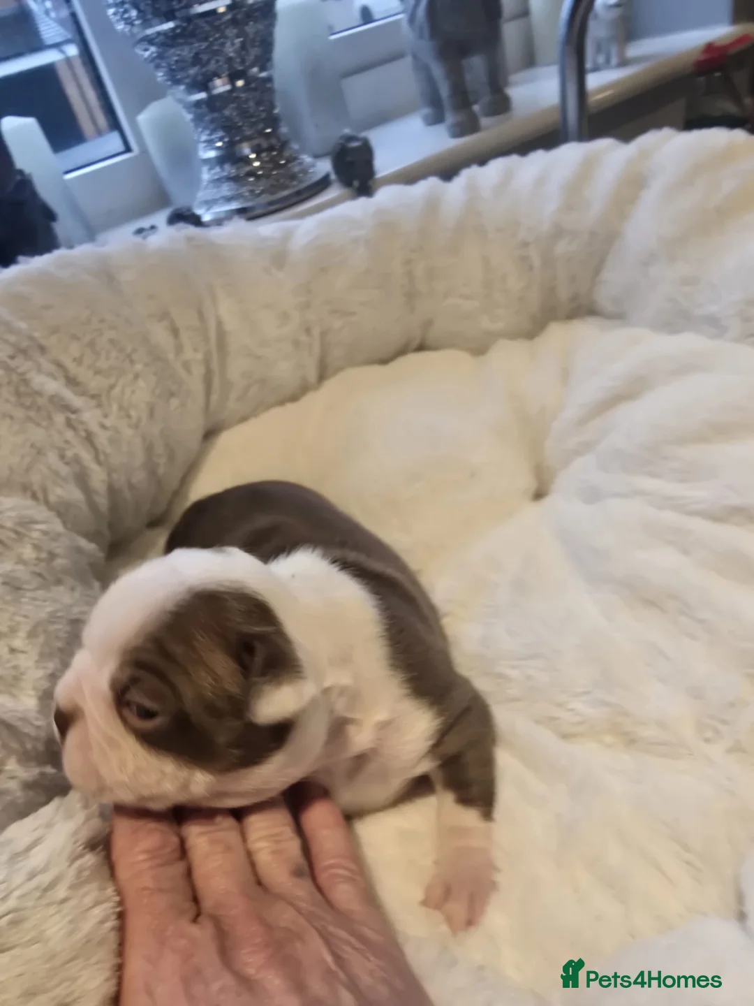 Boston Terrier dogs for sale: BEAUTIFUL BOSTON TERRIER PUPS  - Advert 22
