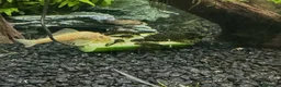 Plecos fish for sale: Bristlenose plecos  in Bury Saint Edmunds - Advert 5