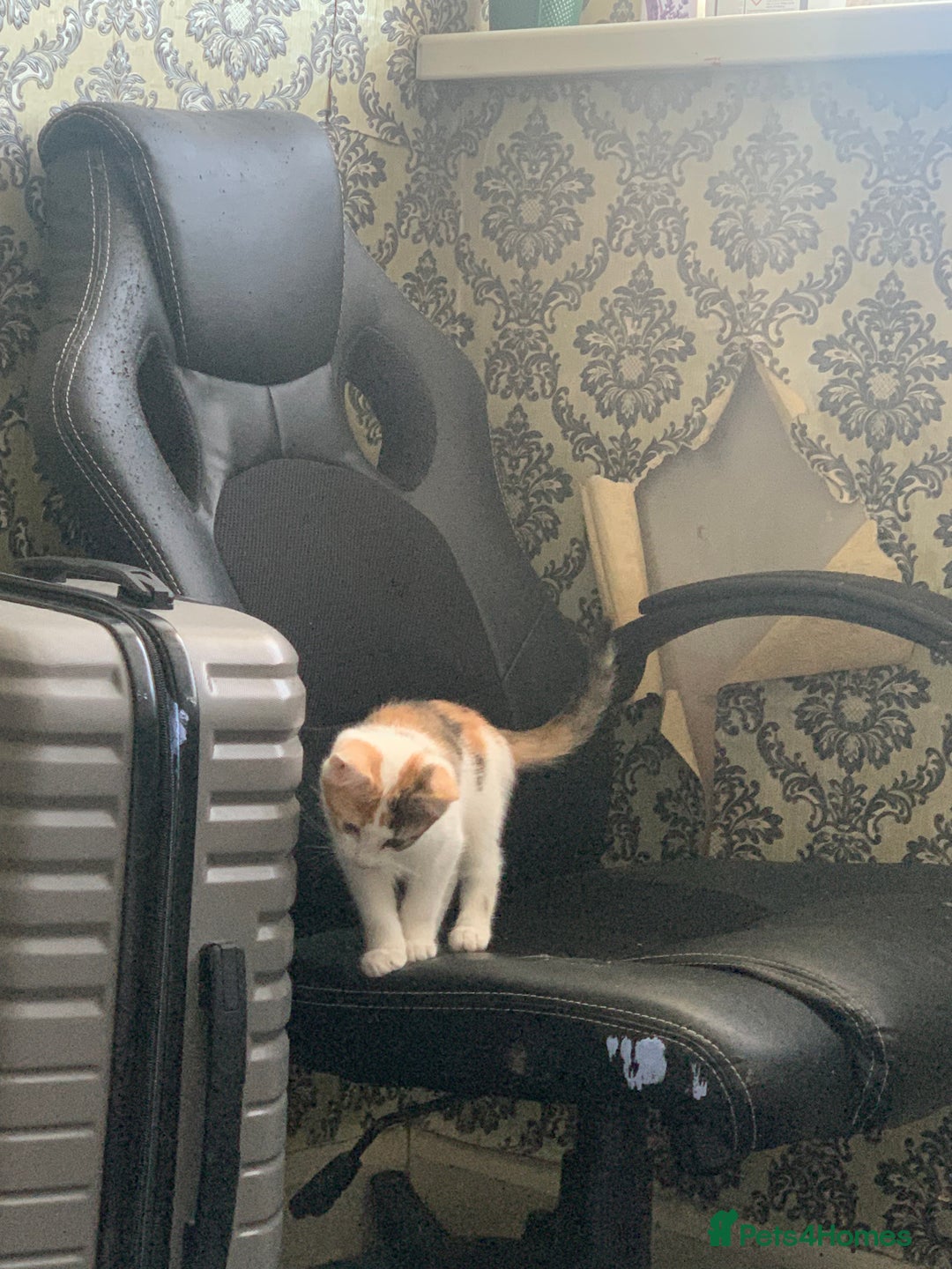 Brazilian Shorthair cats for sale: 1 female kitten ready to leave  - Advert 6